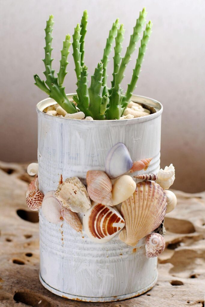 Womit sollen Muscheln aufbewahrt werden? Machen Sie daraus DIY-Dekorationen für Ihr Zuhause