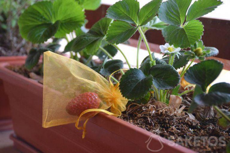 Pflanzenschutz - Erdbeere im Organzabeutel. Schutz von Pflanzen, Früchten, Trauben