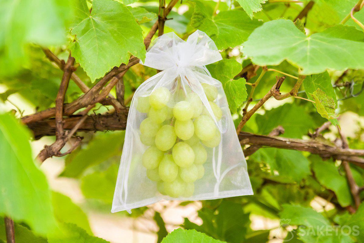 Schutz der Weintrauben