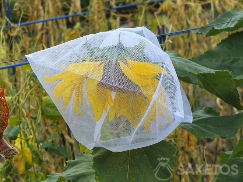 Sonnenblumenkerne vor Vögeln schützen - Gartenschutzbeutel