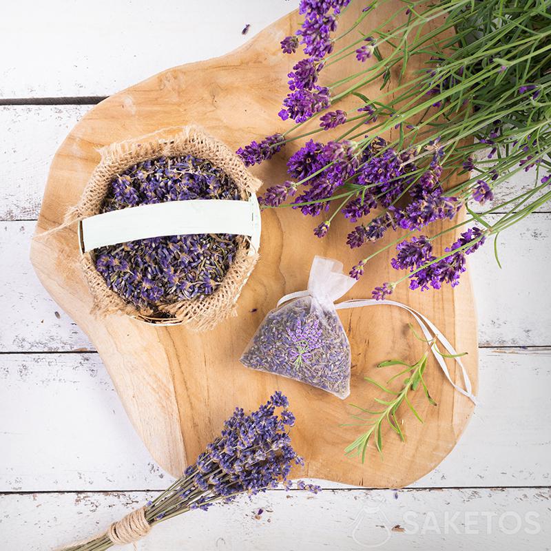 Wir beraten Sie, wie Sie Lavendel für Organzasäckchen trocknen!