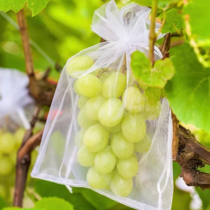 Organzabeutel zum Schutz von Weintrauben im Garten